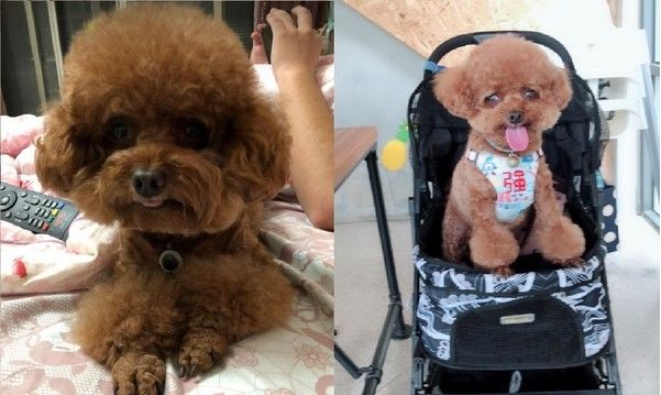 泰迪不听话太调皮怎么训牛头梗,泰迪不撒娇视频教程