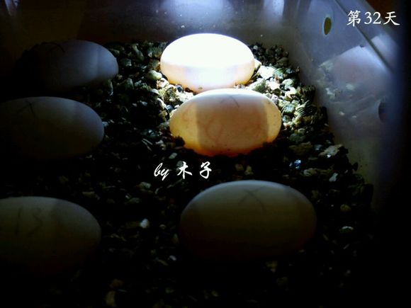 草龟繁殖经验分享孵蛋40天破壳,草龟养殖日记从幼苗开始