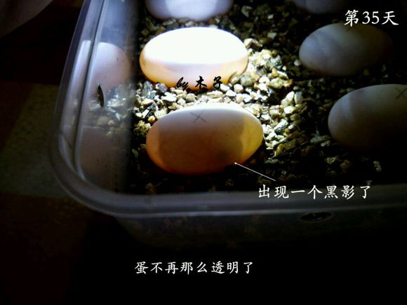 草龟繁殖经验分享孵蛋40天破壳,草龟养殖日记从幼苗开始