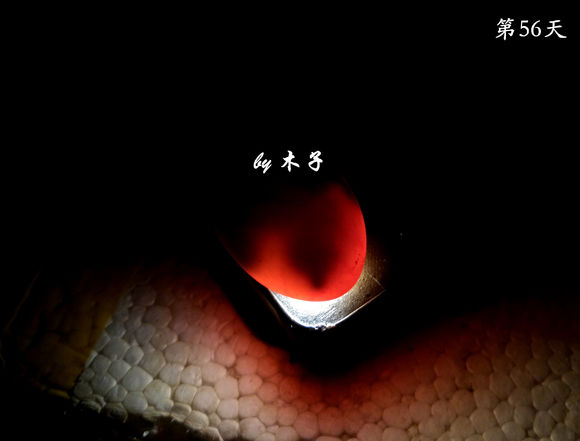 草龟繁殖经验分享孵蛋40天破壳,草龟养殖日记从幼苗开始