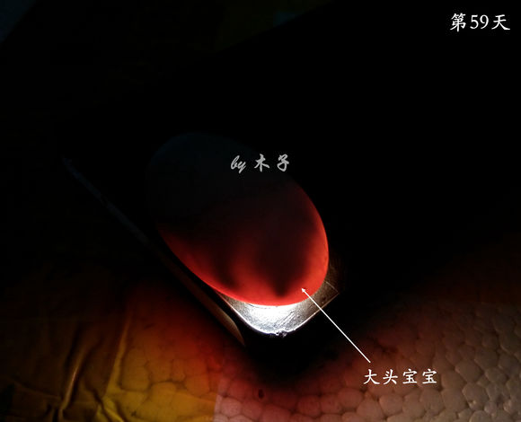 草龟繁殖经验分享孵蛋40天破壳,草龟养殖日记从幼苗开始