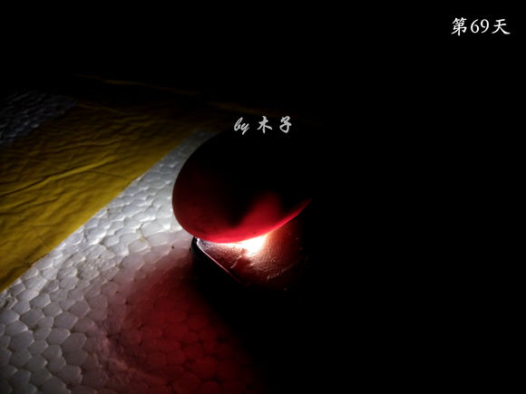 草龟繁殖经验分享孵蛋40天破壳,草龟养殖日记从幼苗开始