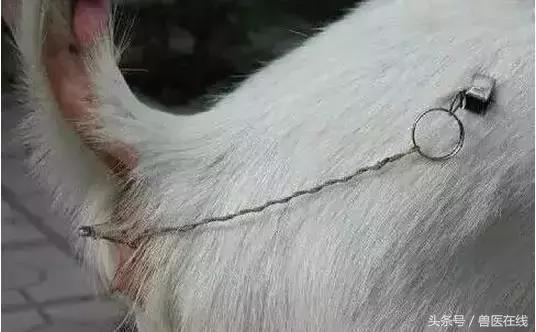 看图羊病,看图学经络