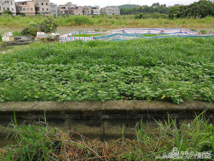 故人具鸡黍邀我至田家邀的意思,故人具鸡黍邀我至田家什么意思