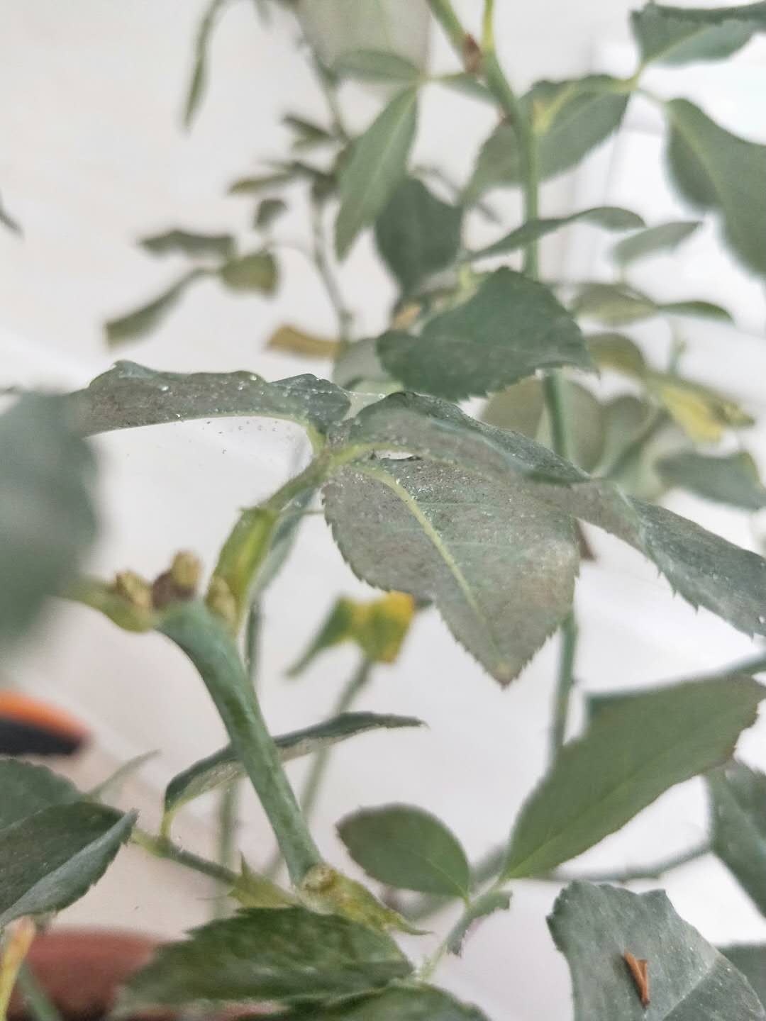 玫瑰生病怎么治,玫瑰生病有哪些症状图