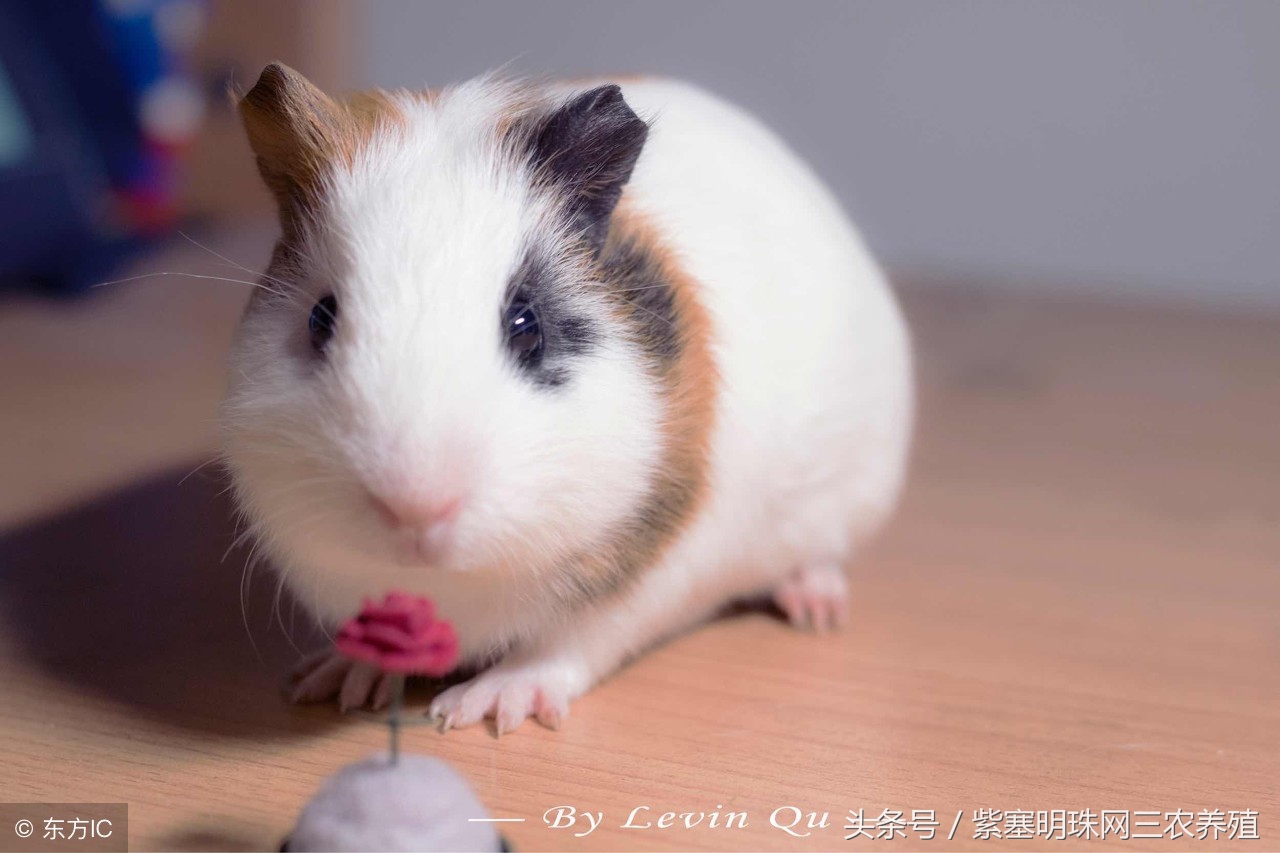 大型养殖荷兰猪新手入门必知,荷兰猪怎么养殖技术最好