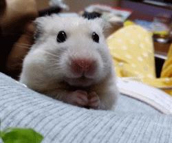 仓鼠金丝熊有多可爱,金丝熊胖胖的样子