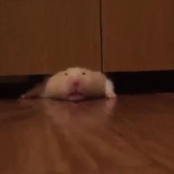 金丝熊仓鼠饲养注意事项,仓鼠金丝熊怎么饲养