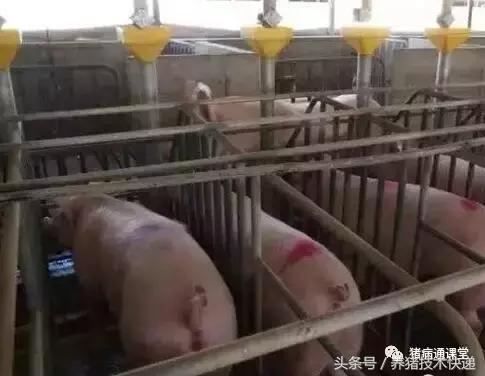 猪场建议及注意事项,目前猪场普遍采用人工授精技术