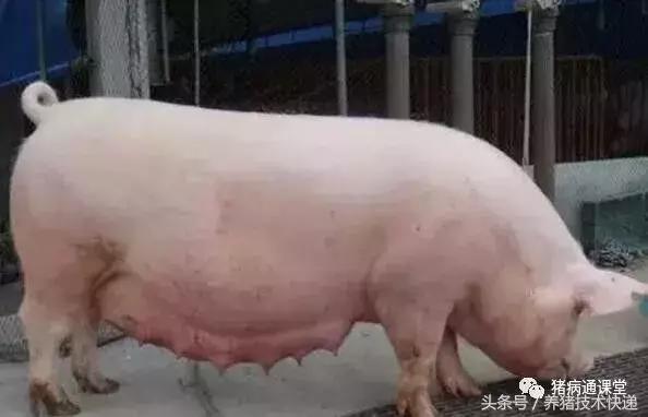 猪场人工授精的正确方法,猪场给母猪人工授精注意哪些