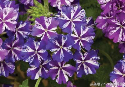 美女樱认不得？只怪它衣服太多