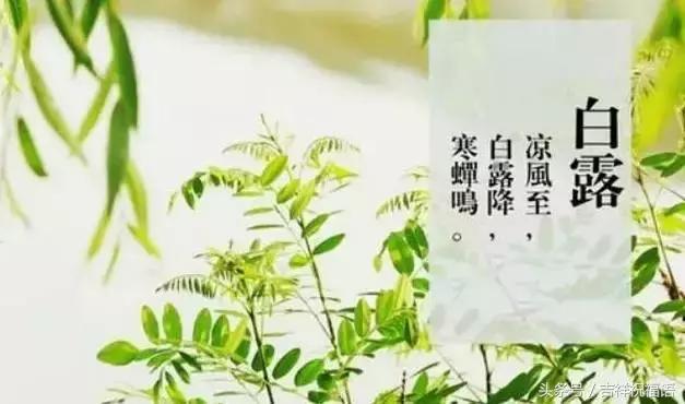 白露最暖心的祝福,明日白露祝福视频大全