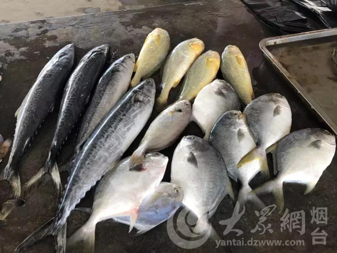 开海了！抖音上的小姐姐，来烟台吧！海鲜管够……