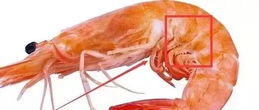 开海了！抖音上的小姐姐，来烟台吧！海鲜管够……