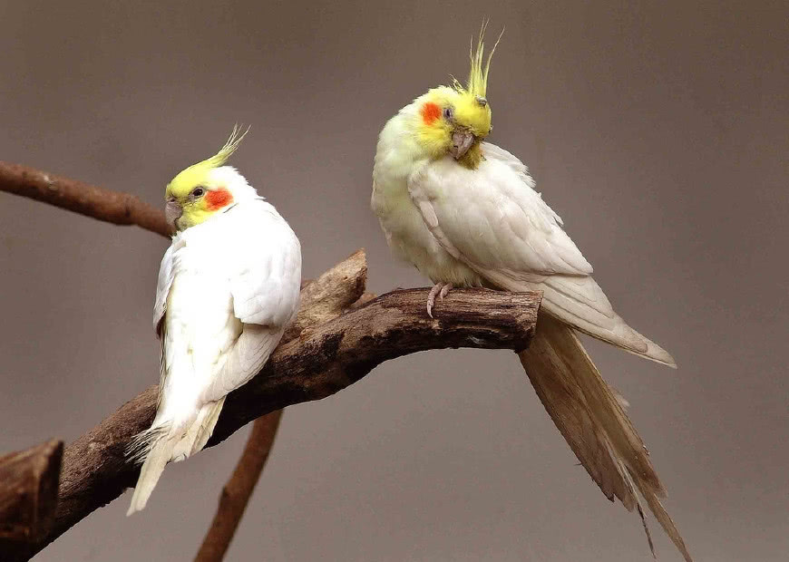 鹦鹉中暑会拉黄水吗,鹦鹉中暑怎么解决