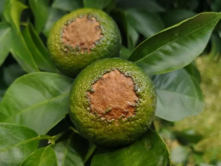 矿物油的作用及杀虫效果,矿物油药效多久