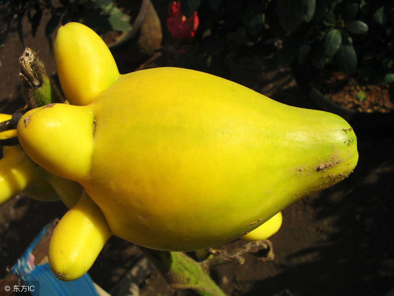 这植物果子有毒不能食用,却能治疗脚气和足癣!寓意财运高照!