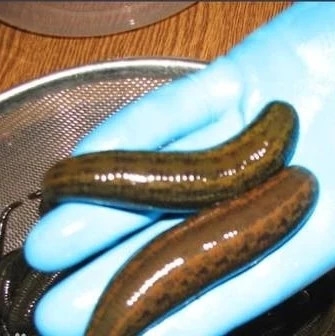 柬埔寨水蛭,柬埔寨食人水蛭有多大