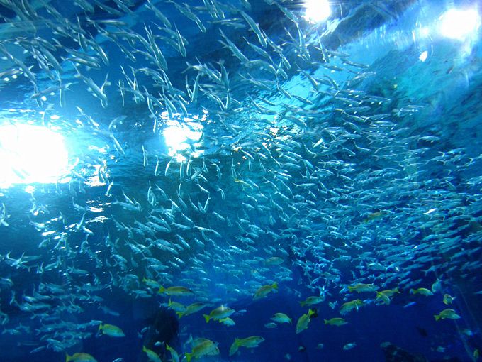 凡尔纳海底两万里的简介,《海底两万里》最绮丽的海底风光