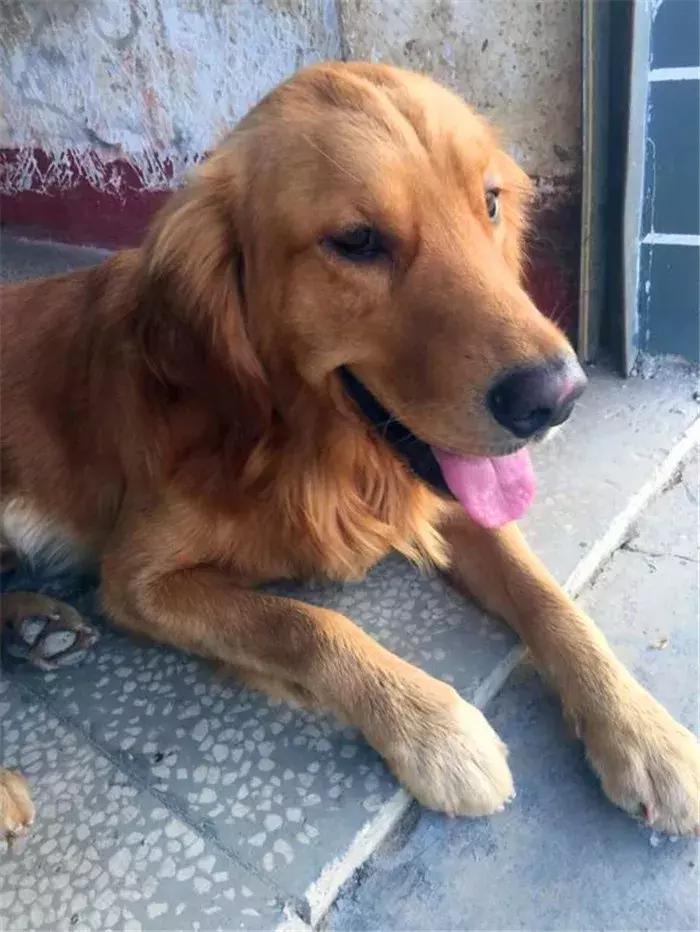 阿拉斯加被金毛吓怂,金毛受到惊吓后跑了