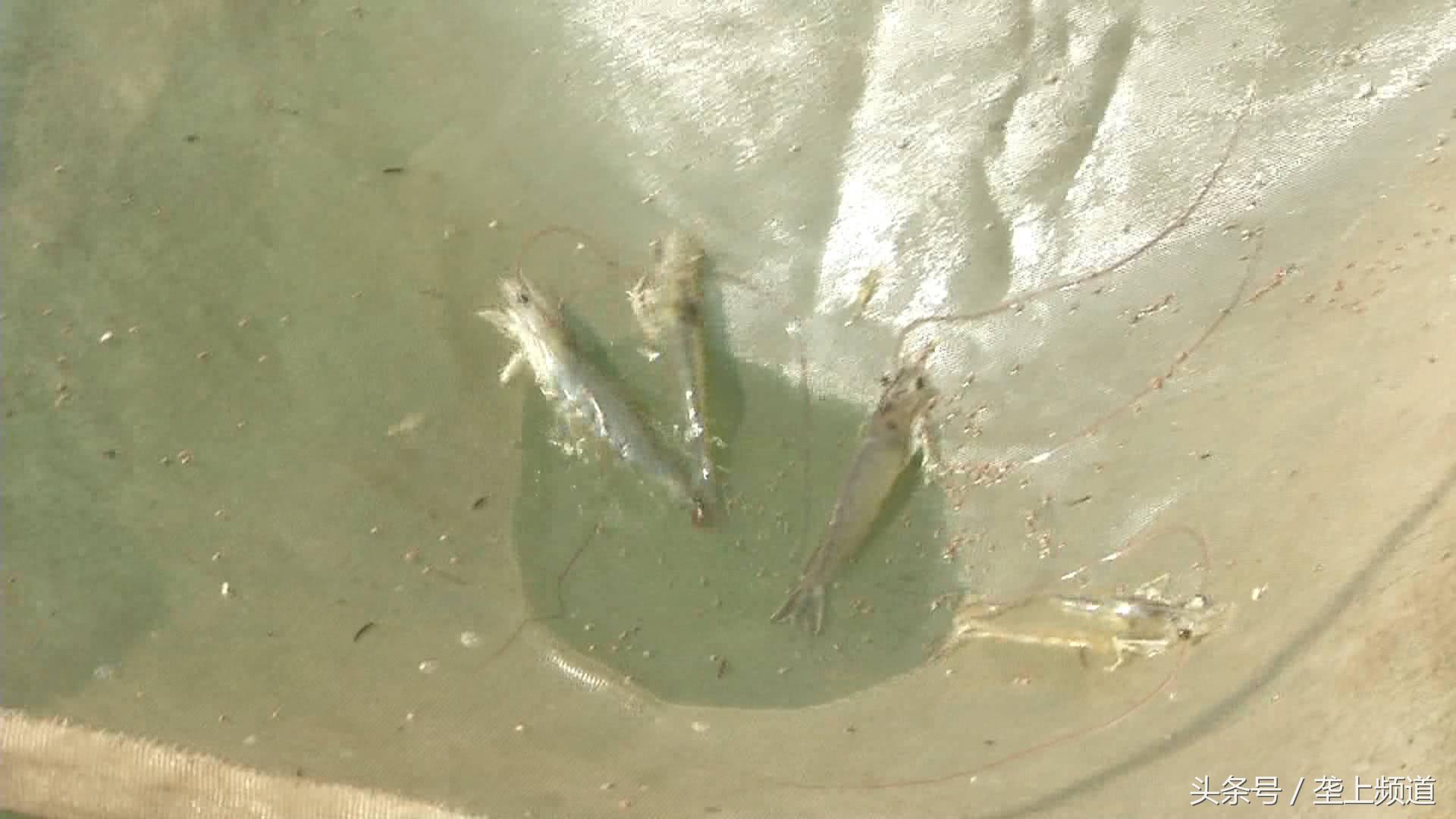 南美白对虾肤白貌美大长“腿”，父亲管养，女儿管卖！快来尝鲜！