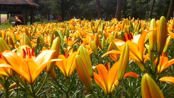 石象湖郁金香门票,石象湖百合花景点