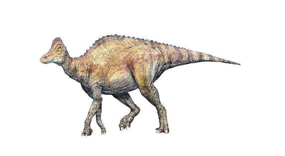 六角恐龙肚子变大是怎么回事,恐龙为什么这么大