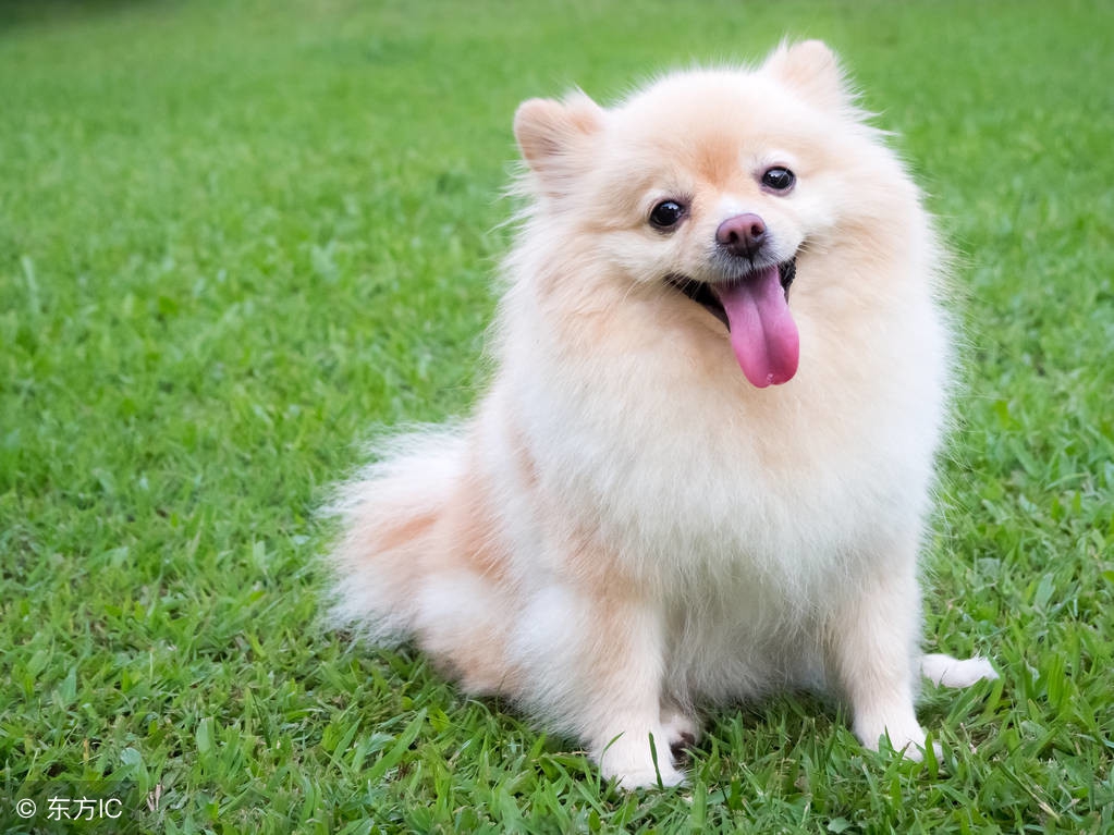 周公解梦梦见狗和小狗仔,周公解梦收养狗和猫