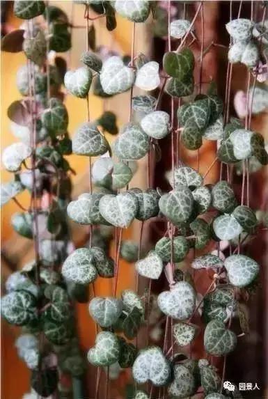 植物窗帘图案,植物窗帘效果图大全