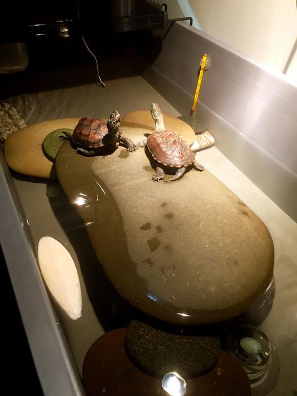 「龟友记录」萌妹子养龟全纪录（第一部）