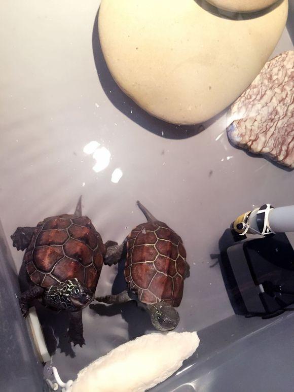 「龟友记录」萌妹子养龟全纪录（第一部）