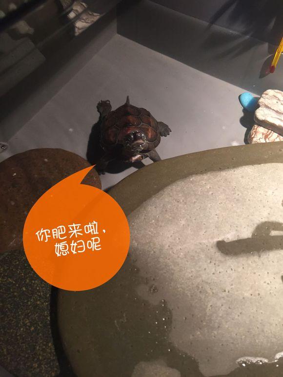 「龟友记录」萌妹子养龟全纪录（第一部）