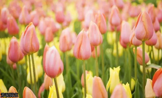 教师节给老师做一朵鲜花,教师节适合送给老师什么花图片