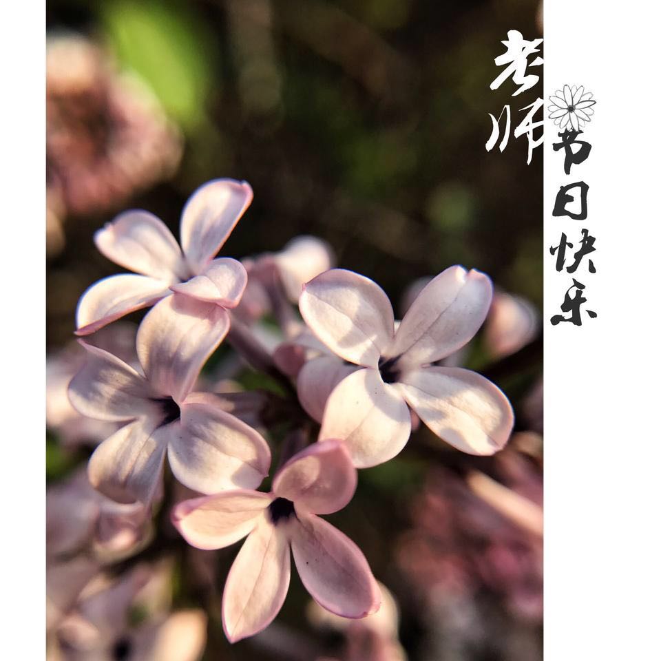 教师节制作感恩卡幼儿园,教师节感恩卡怎么制作