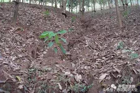 水培绿萝怎么养护长得才茂盛,刚种植的大盆绿萝柱怎么养护