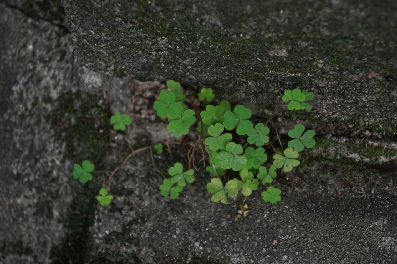 深圳南山周末玩乐推荐,深圳南山中山公园一日游攻略