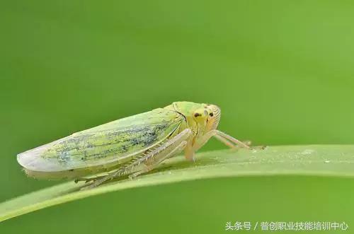 种菜病虫害的防治口诀,种菜小知识大全预防病虫害