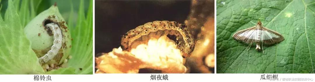 种菜病虫害的防治口诀,种菜小知识大全预防病虫害