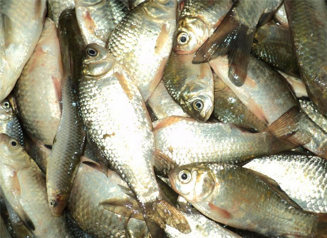 水塘肥水有鱼不开口怎么回事,鱼儿在鱼缸底不动是什么原因