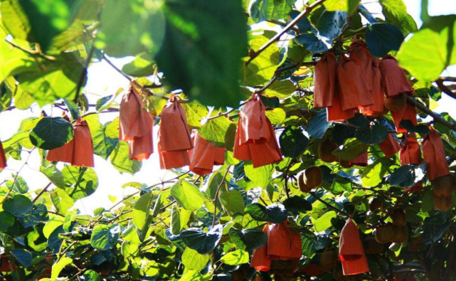 陕西最大的千年古县,陕西西安周至猕猴桃之乡