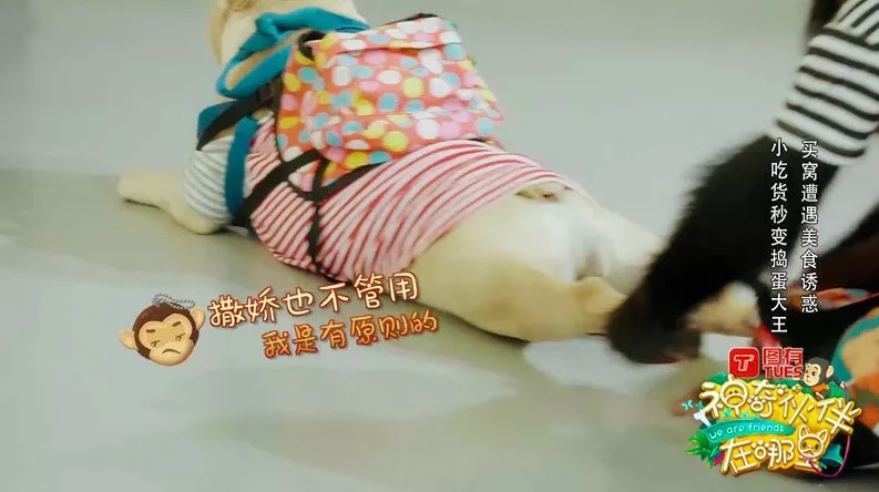 神奇伙伴在哪里8期,浙江卫视神奇伙伴在哪里