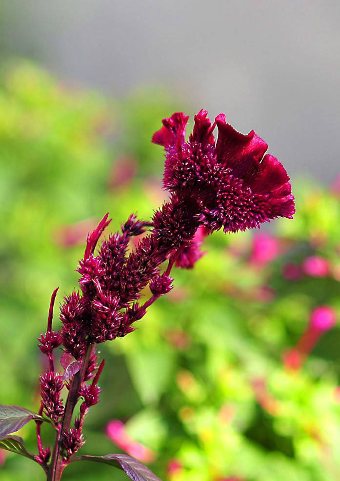 属鸡人养什么植物最旺,十二生肖幸运植物