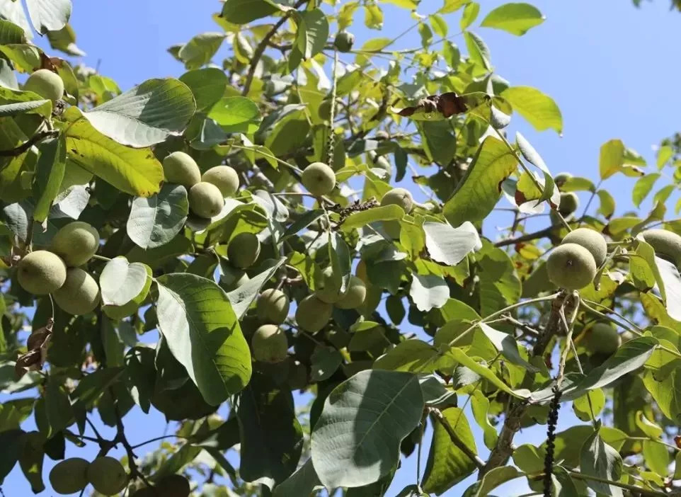 此物号称植物界的唐僧肉！补大脑，益心脏还能缓解失眠！