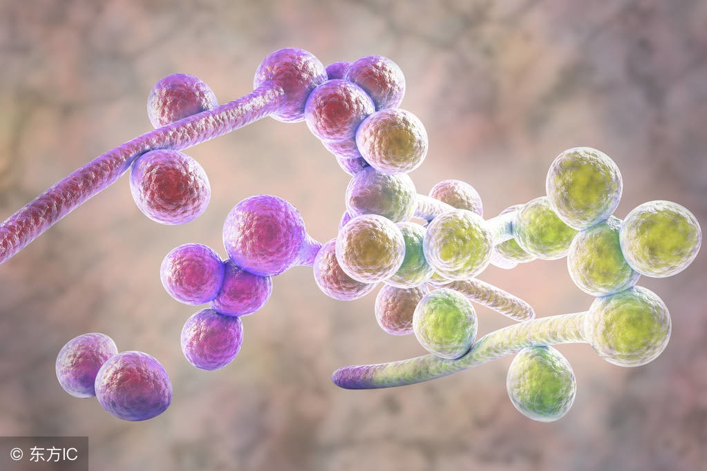 KPC-Kp感染或定植的高危因素及治疗进展