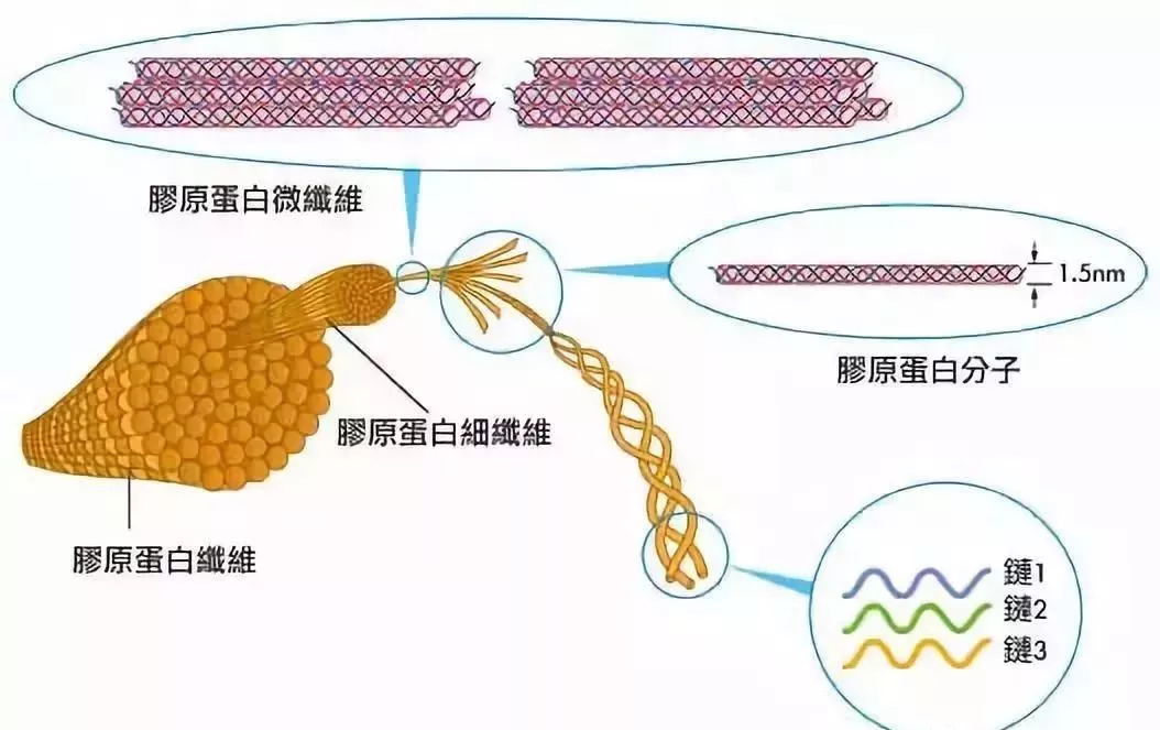 冻龄女神胶原蛋白,胶原蛋白怎么补才真的有效