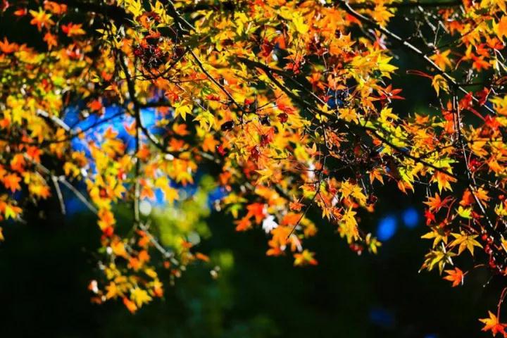 庐山感受李白笔下的诗情画意,世界文化遗产庐山