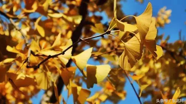 北京秋天一定要看的美景,北京秋天到处都是天堂般的美