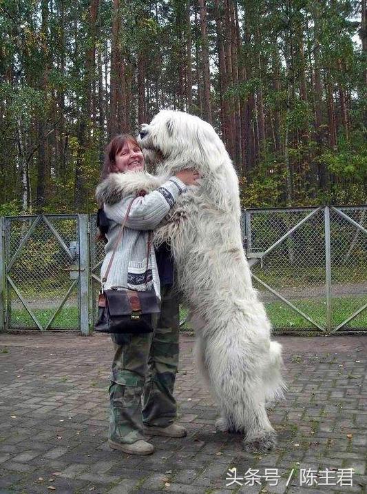 世界名犬前十名,世界名犬排名前十名图片