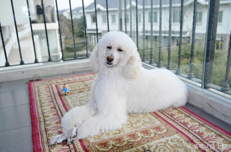 世界名犬前十名,世界名犬排名前十名图片