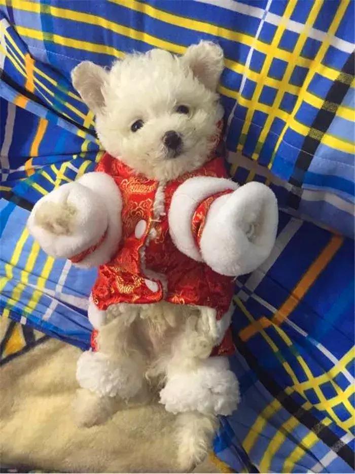 比熊经常拉肚子，铲屎官观察5点症状，发现感染寄生虫！